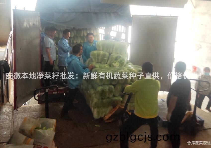 安幑本(ben)地淨(jing)菜(cai)籽(zi)批(pi)髮：新鮮有(you)機(ji)蔬菜(cai)種(zhong)子直供(gong)，價格優(you)惠！