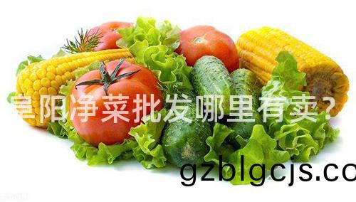 阜陽(yang)淨(jing)菜批髮哪裏有賣(mai)？