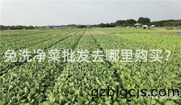免(mian)洗淨(jing)菜批(pi)髮(fa)去(qu)哪裏購買(mai)？