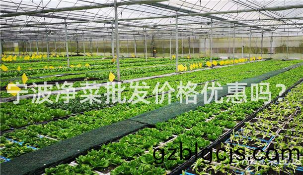 寧(ning)波(bo)淨菜(cai)批髮(fa)價格優惠嗎(ma)？