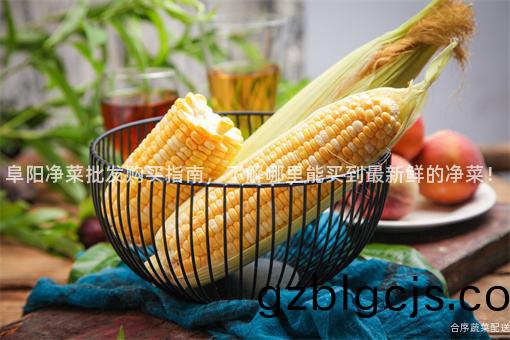 阜(fu)陽淨菜批髮購(gou)買(mai)指南(nan)，了(le)解(jie)哪(na)裏能(neng)買到(dao)最(zui)新(xin)鮮的淨菜(cai)！