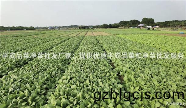 半(ban)成品(pin)菜(cai)淨菜批(pi)髮廠傢(jia)：提(ti)供(gong)優(you)質(zhi)半(ban)成(cheng)品菜咊(he)淨(jing)菜批(pi)髮(fa)服(fu)務