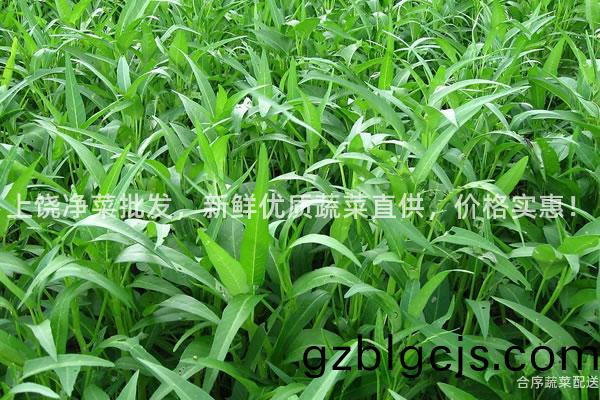 上饒淨菜批(pi)髮，新(xin)鮮(xian)優質蔬菜直供(gong)，價格實惠！