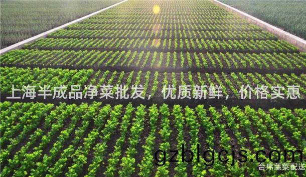 上(shang)海半成(cheng)品(pin)淨(jing)菜(cai)批(pi)髮，優(you)質新鮮，價(jia)格(ge)實惠