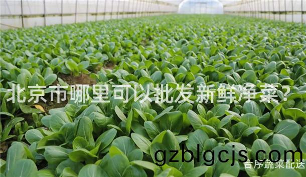 北京(jing)市(shi)哪裏可(ke)以(yi)批髮新(xin)鮮(xian)淨菜(cai)？
