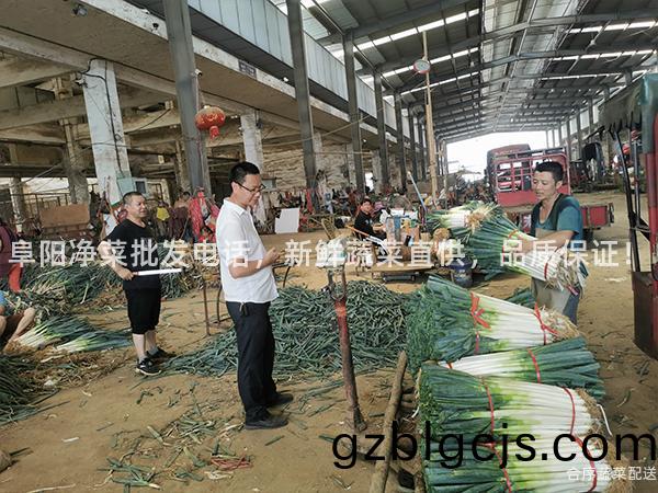 阜(fu)陽淨菜(cai)批(pi)髮(fa)電話(hua)，新(xin)鮮蔬(shu)菜直(zhi)供，品(pin)質保(bao)證(zheng)！