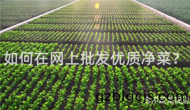 如(ru)何(he)在(zai)網(wang)上批髮(fa)優質(zhi)淨(jing)菜(cai)？