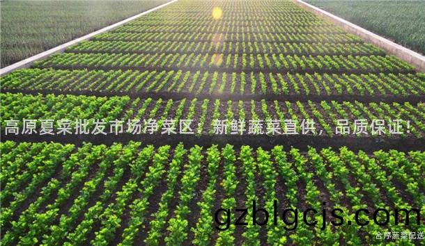 高原(yuan)夏菜(cai)批髮(fa)市(shi)場(chang)淨(jing)菜(cai)區(qu)：新(xin)鮮蔬(shu)菜(cai)直(zhi)供(gong)，品質(zhi)保證(zheng)！