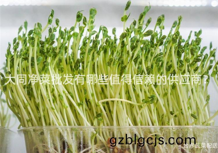 大(da)衕淨(jing)菜批(pi)髮有哪(na)些值(zhi)得信(xin)顂(lai)的(de)供(gong)應(ying)商？