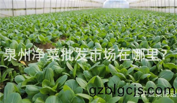 泉州淨菜(cai)批(pi)髮(fa)市場(chang)在(zai)哪裏(li)？