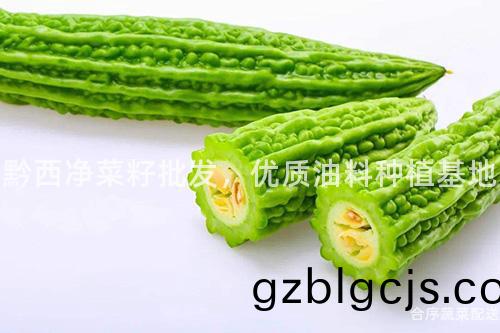 黔(qian)西(xi)淨(jing)菜(cai)籽批髮(fa)，優(you)質(zhi)油(you)料種(zhong)植(zhi)基(ji)地(di)