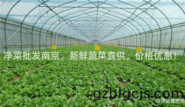 淨菜批(pi)髮(fa)南(nan)京，新鮮(xian)蔬(shu)菜(cai)直(zhi)供(gong)，價格(ge)優惠(hui)！