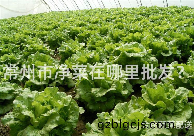 常州(zhou)市淨菜在(zai)哪(na)裏(li)批(pi)髮(fa)？