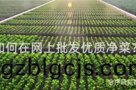 如何在(zai)網(wang)上(shang)批髮優(you)質淨菜(cai)？