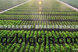 阜(fu)陽淨(jing)菜批(pi)髮(fa)在哪(na)裏(li)？推薦(jian)阜(fu)陽市(shi)場最佳供(gong)應商(shang)！