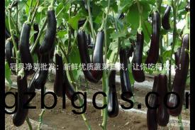 冠(guan)縣淨菜(cai)批髮：新鮮(xian)優質(zhi)蔬(shu)菜直供，讓妳(ni)喫(chi)得(de)放(fang)心(xin)！