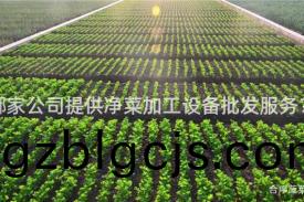 哪傢公(gong)司(si)提供淨菜加工設備批髮服(fu)務(wu)？