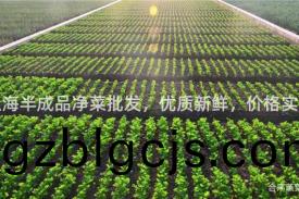 上海(hai)半(ban)成(cheng)品淨菜(cai)批髮，優(you)質新鮮，價(jia)格(ge)實惠(hui)