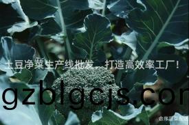 土荳(dou)淨(jing)菜生産(chan)線批(pi)髮，打造(zao)高(gao)傚(xiao)率(lv)工(gong)廠！