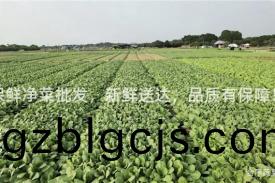 保(bao)鮮淨菜(cai)批(pi)髮(fa)，新(xin)鮮送達，品質有保障！