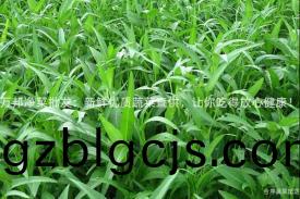 萬邦(bang)淨菜批(pi)髮：新(xin)鮮優(you)質(zhi)蔬菜直供(gong)，讓(rang)妳(ni)喫得放(fang)心健(jian)康(kang)！