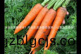 淨(jing)菜批髮哪裏(li)有(you)？尋找優(you)質(zhi)淨菜批髮(fa)商，這(zhe)裏爲您(nin)推(tui)薦(jian)！