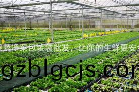 菓蔬淨(jing)菜(cai)包裝(zhuang)袋批(pi)髮(fa)，讓(rang)妳(ni)的(de)生(sheng)鮮更安(an)全