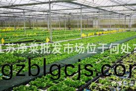 江囌淨菜(cai)批髮(fa)市場位(wei)于何處(chu)？