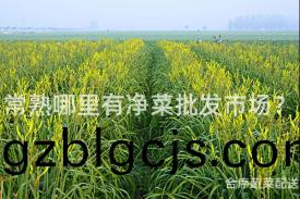 常(chang)熟哪裏有(you)淨(jing)菜批(pi)髮(fa)市(shi)場(chang)？