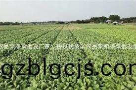 半成品菜(cai)淨(jing)菜批(pi)髮廠傢：提供(gong)優(you)質半成品(pin)菜咊淨菜(cai)批髮服(fu)務