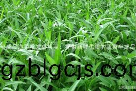 半成品(pin)淨菜批(pi)髮(fa)供(gong)應商(shang)：提(ti)供新(xin)鮮(xian)優(you)質的蔬(shu)菜(cai)半(ban)成品