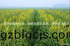 上海淨菜批(pi)髮(fa)市(shi)場(chang)：新(xin)鮮(xian)蔬菜(cai)供(gong)應(ying)商(shang)，提供優(you)質(zhi)服(fu)務