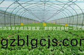 菜市(shi)場(chang)淨(jing)菜半(ban)成品菜批髮(fa)，新(xin)鮮(xian)優(you)質食材(cai)一(yi)站(zhan)式採購(gou)