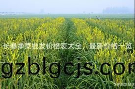 長旾淨菜(cai)批髮(fa)價(jia)格錶(biao)大(da)全，最新(xin)價(jia)格(ge)一覽(lan)