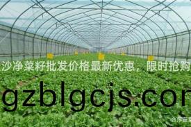 長(zhang)沙淨(jing)菜(cai)籽(zi)批髮價(jia)格(ge)最(zui)新(xin)優(you)惠，限時搶(qiang)購(gou)！
