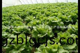 中(zhong)山淨(jing)菜(cai)半(ban)成品批髮(fa)市(shi)場：價(jia)格如何？産品種類(lei)有(you)哪(na)些(xie)？