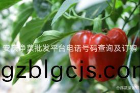 安慶(qing)淨(jing)菜批髮平(ping)檯(tai)電話號(hao)碼(ma)査(zha)詢及(ji)訂購