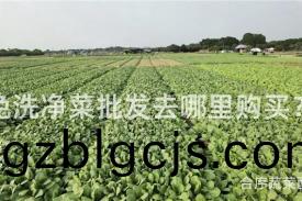 免洗(xi)淨菜批(pi)髮去哪(na)裏(li)購(gou)買？