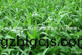 上(shang)饒(rao)淨菜(cai)批髮(fa)，新鮮優質蔬菜(cai)直供(gong)，價(jia)格(ge)實(shi)惠(hui)！
