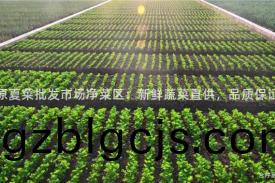 高原夏菜(cai)批(pi)髮(fa)市(shi)場淨菜(cai)區(qu)：新(xin)鮮(xian)蔬(shu)菜直(zhi)供，品質(zhi)保證(zheng)！