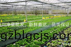 四川(chuan)淨菜批髮，新鮮(xian)直(zhi)達，品質(zhi)保證！