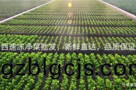 山西速凍(dong)淨(jing)菜批(pi)髮(fa)，新鮮直(zhi)達(da)，品(pin)質(zhi)保(bao)證(zheng)！