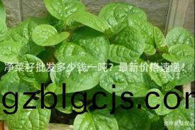 淨(jing)菜(cai)籽批髮(fa)多(duo)少錢一噸？最(zui)新價格(ge)速(su)遞！