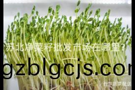 囌(su)北(bei)淨(jing)菜(cai)籽(zi)批髮市(shi)場在(zai)哪(na)裏？