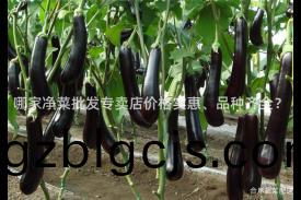 哪(na)傢(jia)淨(jing)菜批髮專(zhuan)賣(mai)店(dian)價(jia)格(ge)實(shi)惠(hui)、品(pin)種齊全？