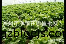 常(chang)州市(shi)淨(jing)菜(cai)在(zai)哪(na)裏(li)批(pi)髮？