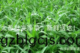 大蔥(cong)批髮(fa)淨(jing)菜(cai)，新(xin)鮮送(song)達(da)！