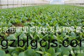 北京(jing)市(shi)哪(na)裏(li)可(ke)以(yi)批(pi)髮(fa)新鮮淨(jing)菜(cai)？