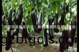 淮(huai)南(nan)淨(jing)菜批(pi)髮(fa)市(shi)場：新(xin)鮮(xian)蔬(shu)菜供應商的(de)首(shou)選