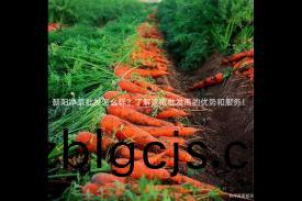 朝陽(yang)淨菜批髮怎(zen)麼樣(yang)？了解(jie)這(zhe)傢批髮商的(de)優(you)勢咊(he)服務！
